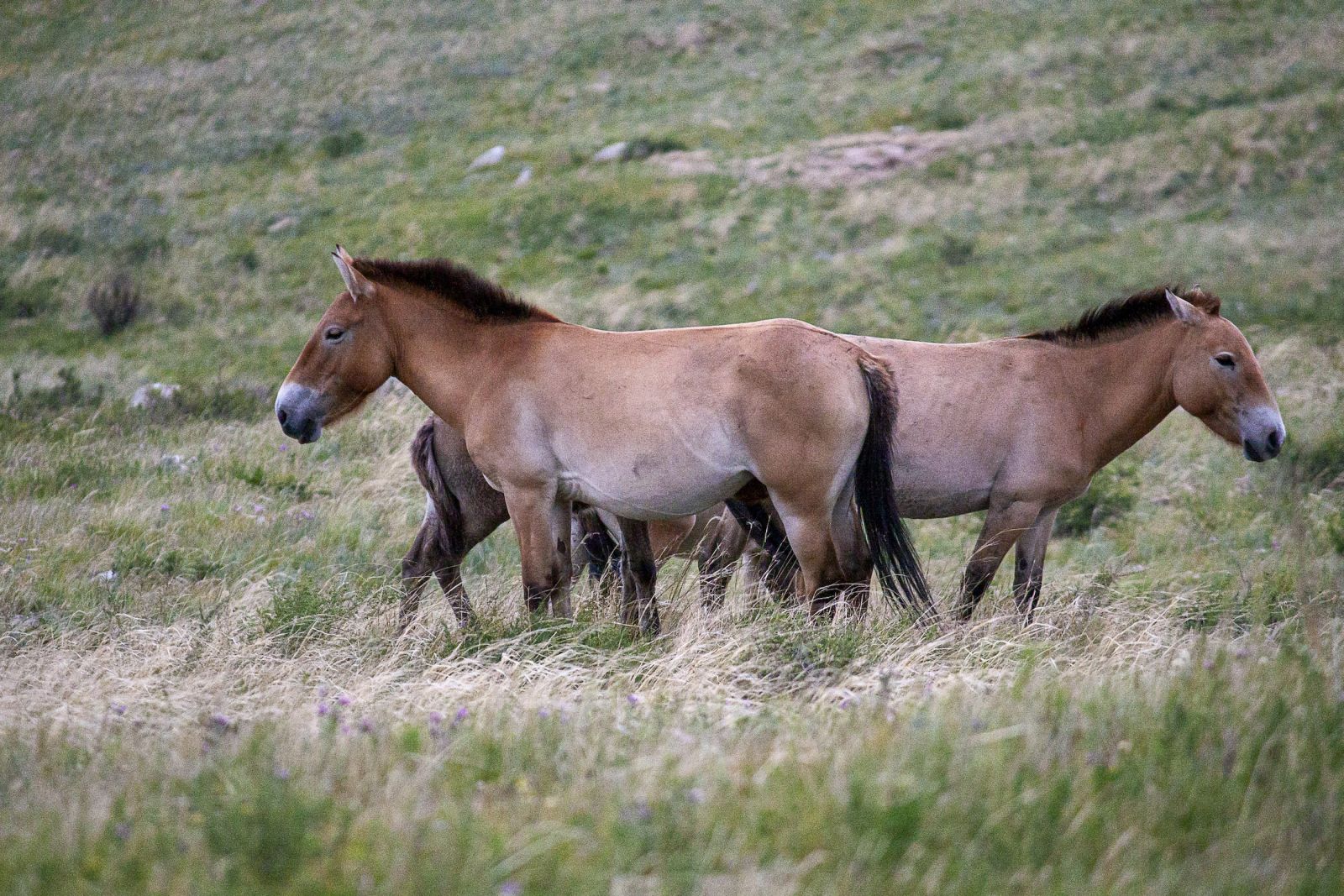 Takhi protecting their foals