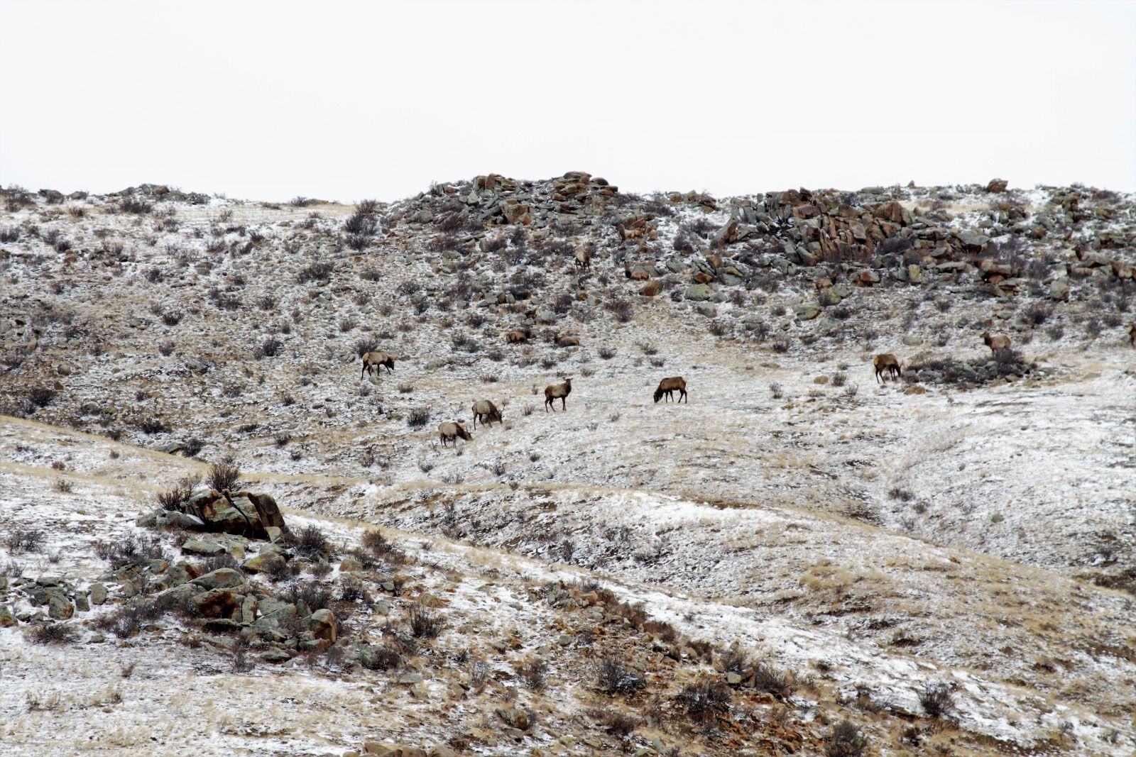 Red Deer in Khustain National Park